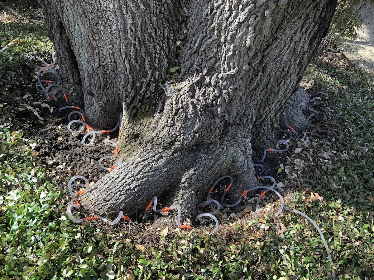 Detailed Tree Cabling and Bracing job site in Center Rutland