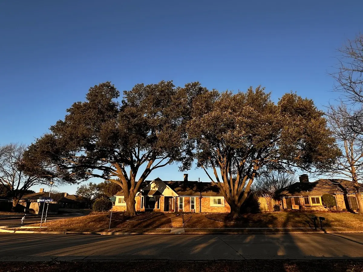 Established residential canopy tree shading a home in Center Rutland